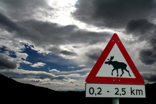 Attention moose