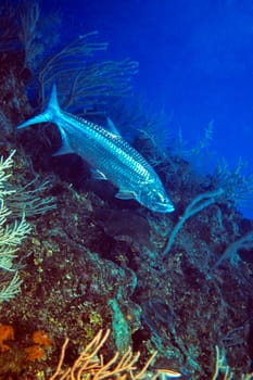 Tarpon grow up to 2.50m tall and are often observed in the Caribbean.