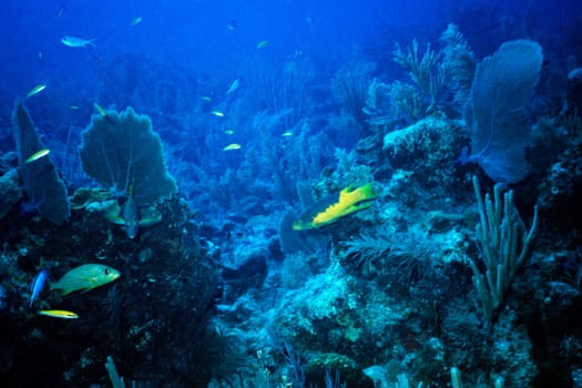 Cayo Largo/Cuba