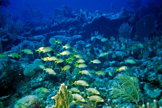 Cayo Largo/Cuba