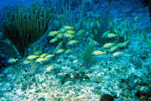 Cayo Largo/Cuba