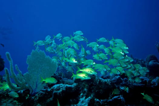 Cayo Largo/Cuba