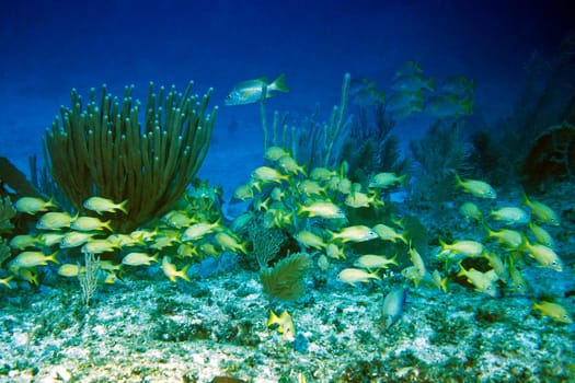 Cayo Largo/Cuba