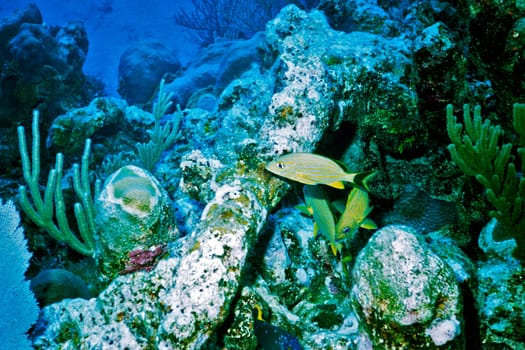 Cayo Largo/Cuba
