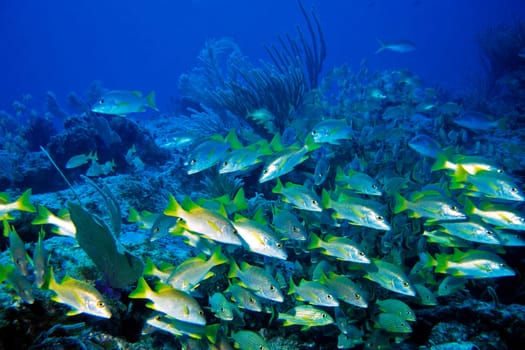Cayo Largo/Cuba