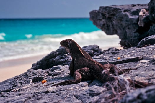 Cayo Largo/Cuba