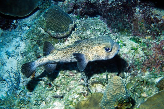 Cayo Largo/Cuba