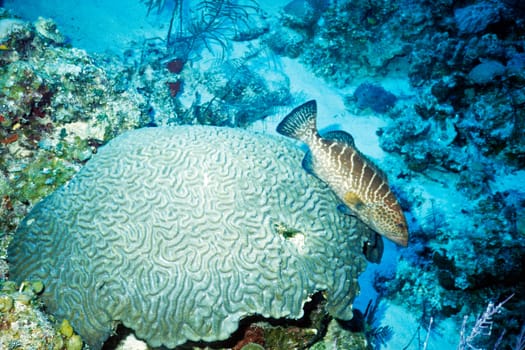 Tiger grouper in front of brain coral