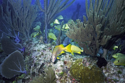 Cayo Largo/Cuba