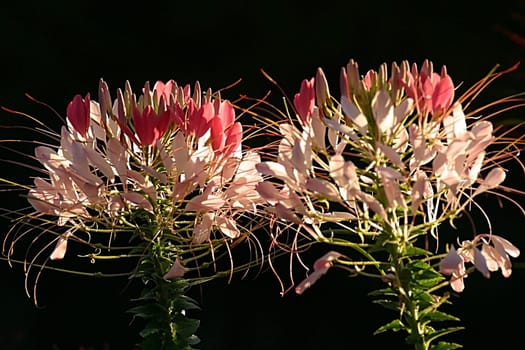 Taken in Bathurst,Country New South Wales February 2003 in the last light just before sunset