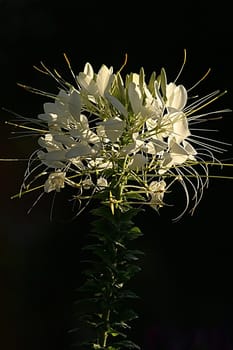Taken in Bathurst,Country New South Wales,February 2003 in the last light just before sunset