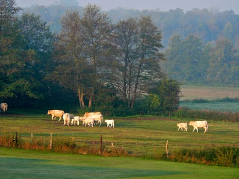 Meadow idyll