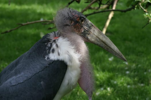 Marabu Portrait