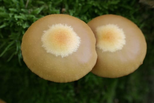 Stick sponge (Kuehneromyces mutabilis)