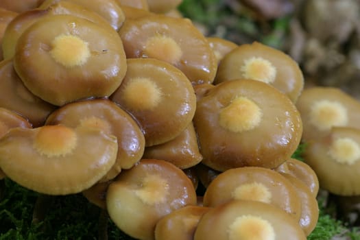 Mushrooms,mushrooms,mushrooms...