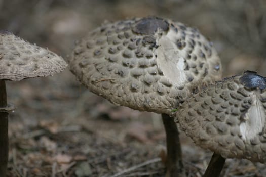 Parasol mushrooms