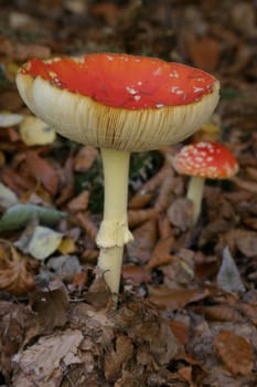 Toadstools