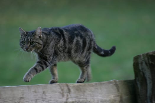 Yard cat