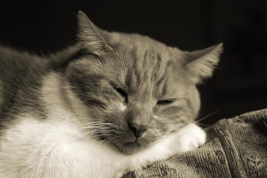 Cat Dreams