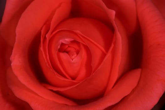 Rose blossom
