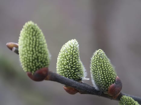 Goat willow