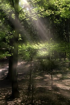 forest without cake without mushrooms without gras without aegeria