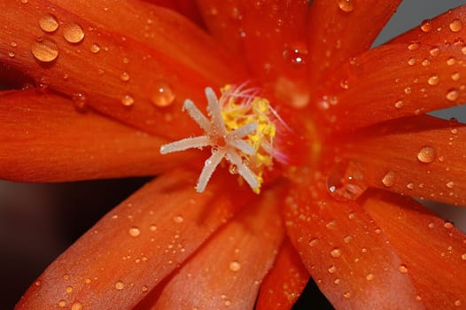 Red bloom