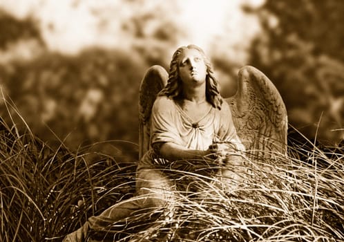 Angel