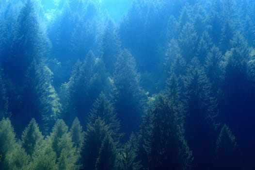 forest without cake without mushrooms without gras without aegeria