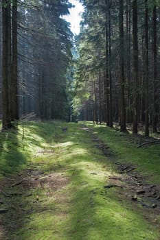 forest without cake without mushrooms without gras without aegeria