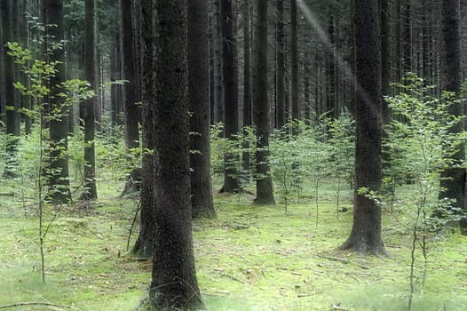 forest without cake without mushrooms without gras without aegeria