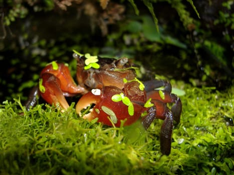 Of course not just any red mangrove crab,but the notorious Onk,who lives with his wife Emma in one of my aquariums -)