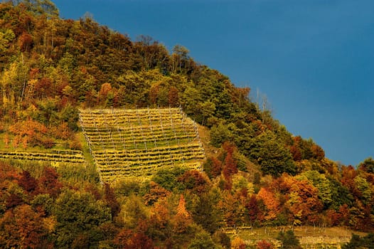 Vineyard
