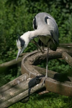 Grey heron