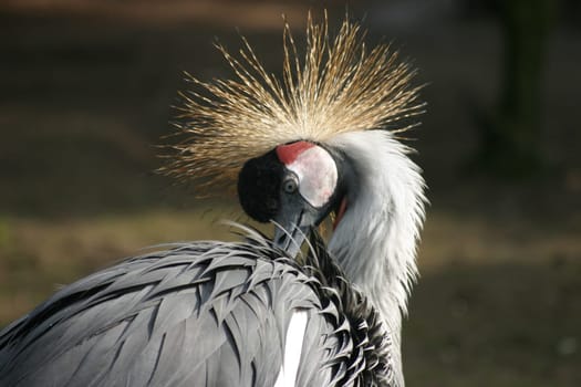 Crowned crane