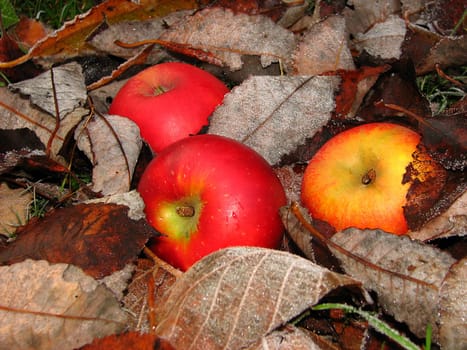 The beautiful sides of autumn,the first hoarfrost.