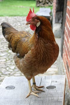 Hofhahn