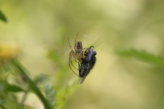 Autumn spider with captured fly (Metellina segmentata)