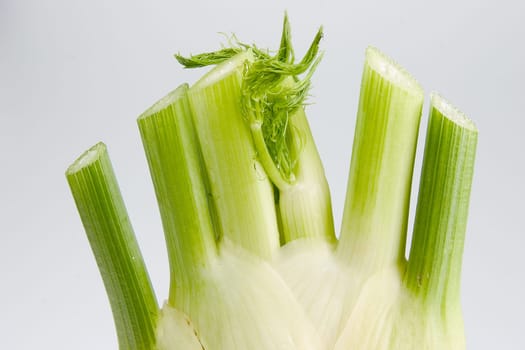 Fennel 03