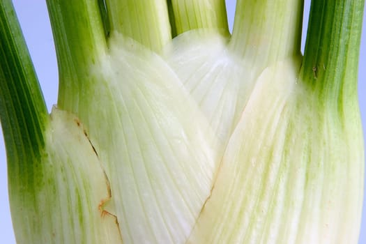 Fennel 04