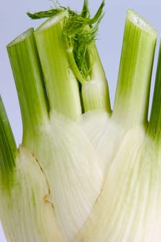 Fennel 02