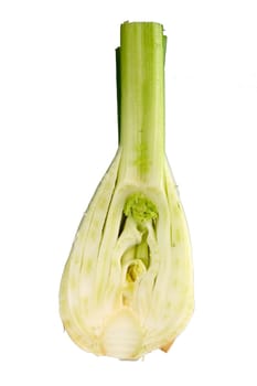 Fennel 05