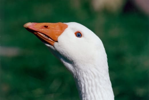Goose2