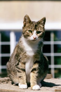 Cat01