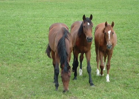 Horses