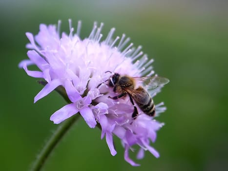 Bee