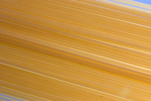 Spaghetti 05