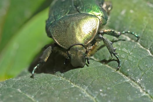 Beetle