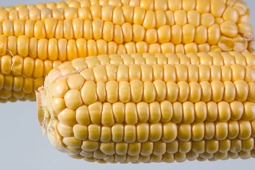 Corn 02