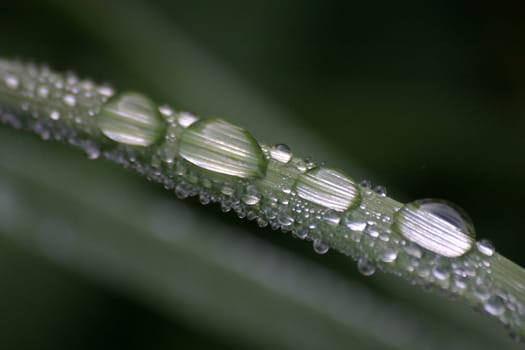 Drops of water on blade of grass
